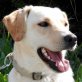 HONEY, Labrador-Retriever-Hündin für erfahrenes Heim - Hündin
