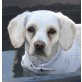 HONEY  - Pflegestelle Wien, kleine, verspielte Labrador-Spaniel-Mix - Hündin