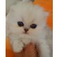 HONEYMOON, Perser - Katze