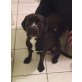 HOOPER - Bulldog-Bracken-Mix - Rüde