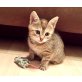 HOPE (Ataxie), Tierschutz - Katze