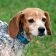 HOPE, Beagle Mix - Hündin