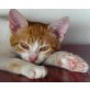 HOPE, ein ganz besonderes Wesen, Europäische Kurzhaarkatze - Katze
