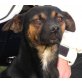HORSTI - Pflegestelle Österreich, Pinscher - Mix - Rüde