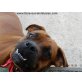 HUBI, Boxer - Rüde