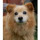 HUBI, Pflegestelle Wien, HERZLOS ENTSORGT! blinder Spitz/Sheltiemix - Rüde