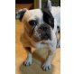 HUGO 5, Pflegestelle Wien, französische Bulldoge - Rüde