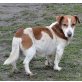 HUGO, - lieber Hundeopi !!! - Rüde