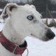 HUNGARA, Galga - Hündin