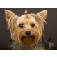HURRA HURRA MEINE HÜNDIN BEKOMMT WELPEN!!, Yorkshire Terrier Welpen - Rüde
