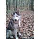 HUSKY SUCHT LEBENSMENSCHEN! Pflegeplatz NÖ - Rüde