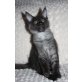 Habibi und Happy, Maine Coon - Katze