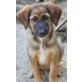 Hachiko, Mischling Welpen - Rüde