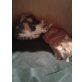 Hachiko, Wanda, Ratita, Hachiko, Wanda und Ratita - Kater