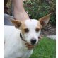 Hada, Podenco Mix - Hündin