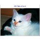 Hadar, Heilige Birma - Kater