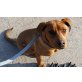 Hades, Ridgeback Rottweiler - Rüde