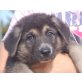 Händel, Schäferhund Mix Welpen - Rüde