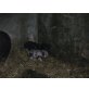 Hängebauchschwein - männlich