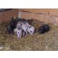Hängebauchschwein - männlich