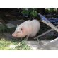 Hängebauchschwein - weiblich
