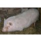 Hängebauchschwein - weiblich
