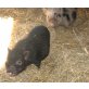 Hängebauchschwein - weiblich
