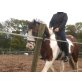 Haflinger/Araber Mix - Wallach