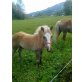 Haflinger - Hengst