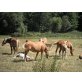 Haflinger - Hengst
