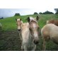 Haflinger - Hengst