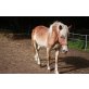 Haflinger - Hengst