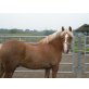 Haflinger-Huzule - Wallach