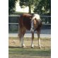 Haflinger Quarter Horse - Wallach