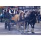 Haflinger - Stute