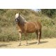 Haflinger - Stute