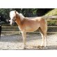 Haflinger - Stute