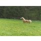 Haflinger - Stute
