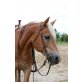 Haflinger - Stute