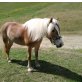 Haflinger - Stute