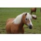 Haflinger - Stute