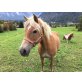 Haflinger - Stute