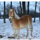 Haflinger - Stute