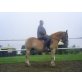 Haflinger - Wallach