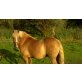 Haflinger - Wallach