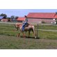Haflinger - Wallach