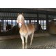 Haflinger - Wallach