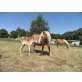 Haflinger - Wallach