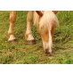 Haflinger - Wallach