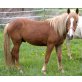 Haflinger - Wallach